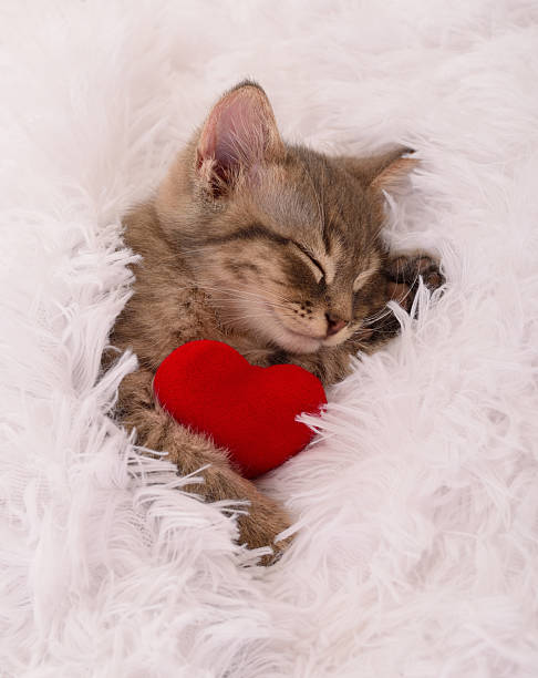 istock Cute kitten sleeping with red heart on white fluffy blanket 2242236806