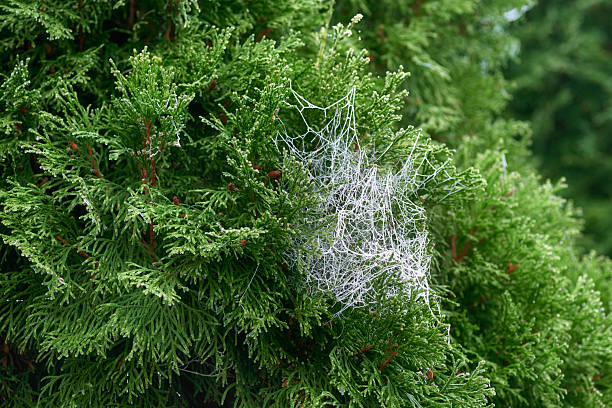 Frozen web on the branches of a green thuja. Frost on the web. Green thuja branches after the first frost.