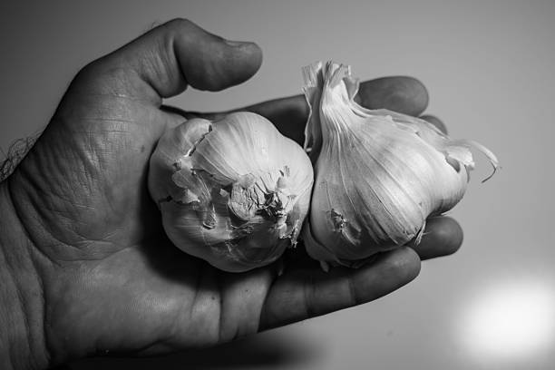 A hand holding garlic bulbs in a black and white image