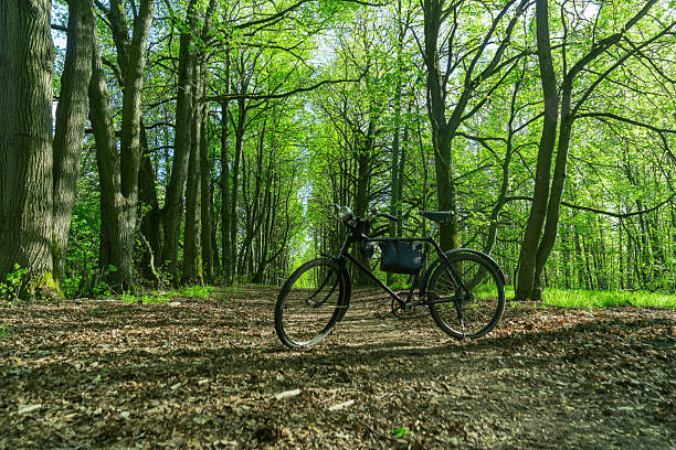 A trekking bicycle featuring a red side bag parked near a serene mountain lake and forest trail. The scene includes calm waters, lush greenery, and a sunlit path, highlighting an ideal spot for outdoor adventures and cycling enthusiasts.