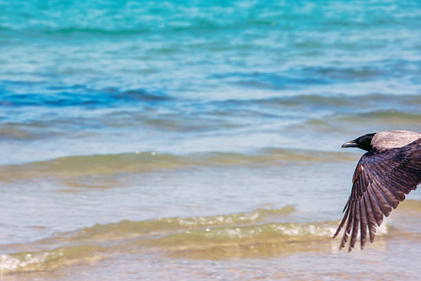 istock A crow on the sea shore 2242239703