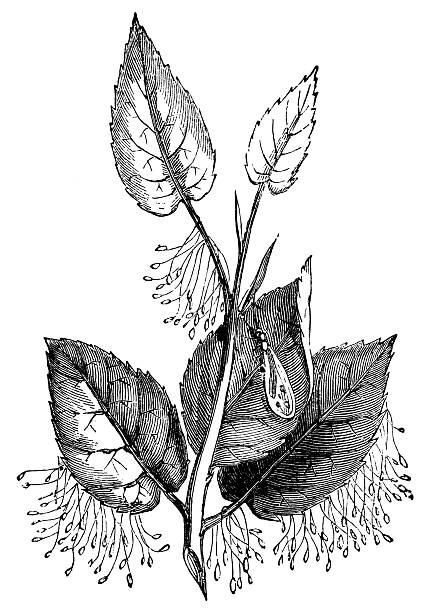 istock Lacewing Insect (Chrysopidae) Laying Stalked Eggs on a Plant- 19th Century 2242239756