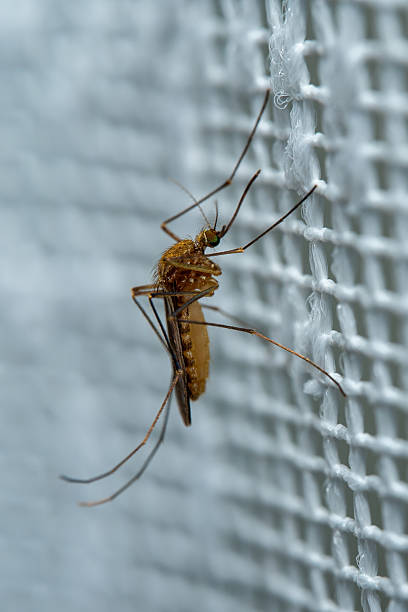 istock Macro Shot of Culex Pipiens Mosquito on White Mesh Fabric 2242243044