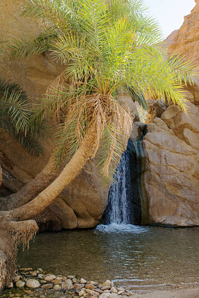 Beautiful waterfall with date palms at Chebika, Tunisia. No people, sunny day