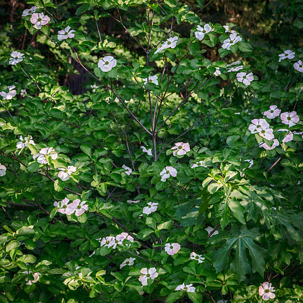 Springtime blooms of a dogwood tree.