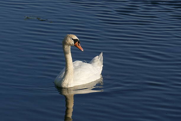 istock Graceful Swan on Calm Water 2242244726