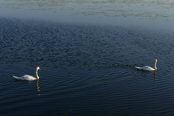 Swans swimming on misty lake
