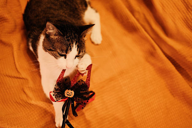 Cat sniffing and biting a glittery red trident with a Halloween pumpkin ornament while lying on an orange blanket. Festive playful indoor moment