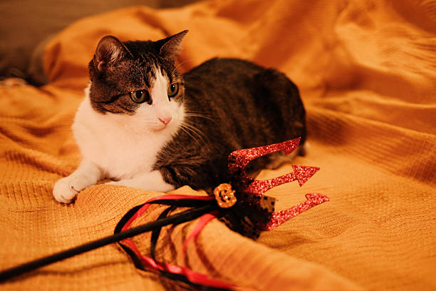 Domestic cat resting on a soft orange blanket next to a red glitter trident with Halloween decoration. Cozy and festive atmosphere indoors