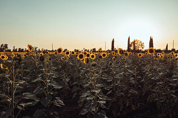 Golden sunflowers illuminated by the warm evening light in a Tuscan countryside field. The soft focus and silhouettes of cypress trees in the background create a serene and timeless rural scene.