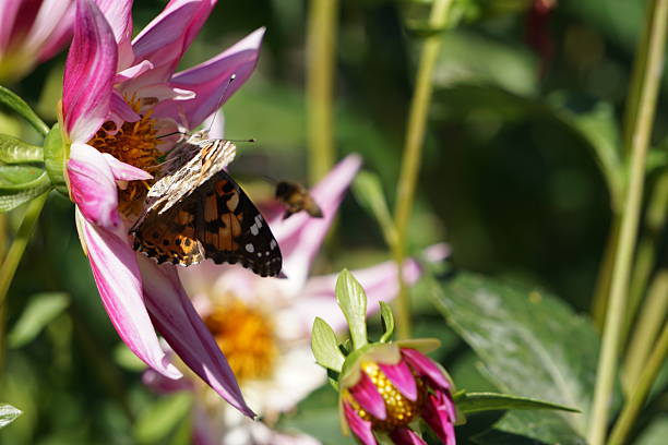 Pink Flower and Butterfly Close-up