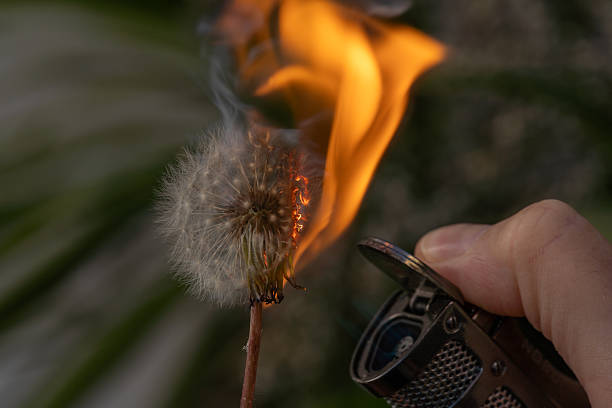 istock Burning Dandelion Set on Fire with Metal Lighter Flame 2242246914