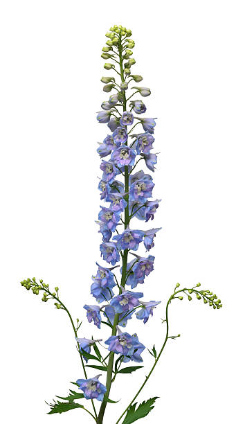 istock Beautiful bouquet blue delphinium flower isolated on white background. Flat lay, top view. Floral pattern, object. Nature concept 2242246921