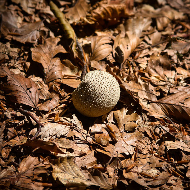 Ball-shaped mushroom in the undergrowth among dry leaves