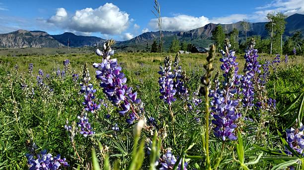 istock Colorado Mountains and Wild Flowers 2242248453