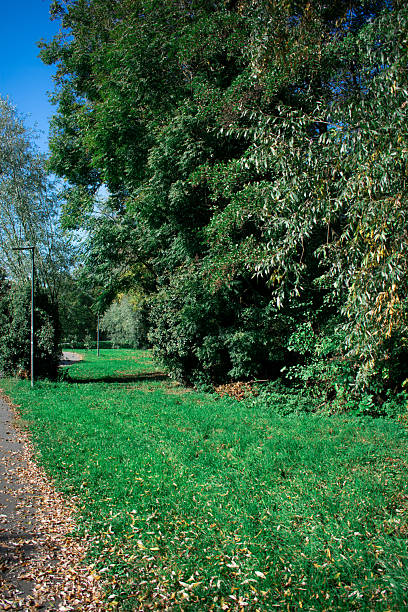 A tranquil park scene on a sunny autumn day features a narrow asphalt path lined with scattered fallen leaves. Lush green grass borders the pathway, and tall, dense trees with a mix of green and slightly yellowing leaves form a natural canopy. A lamppost is visible near the path, contributing to the park's serene and peaceful atmosphere. The sky is clear and deep blue, adding to the vibrant feel of the setting.