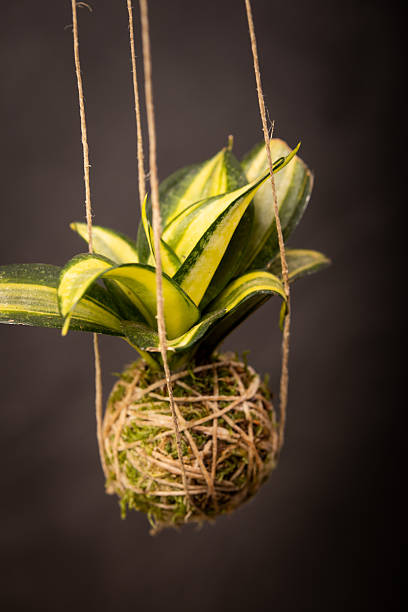 istock Kokedama collection on dark background – artistic botanical composition with ornamental plants and cacti 2242249815