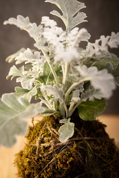 istock Kokedama collection on dark background – artistic botanical composition with ornamental plants and cacti 2242249836
