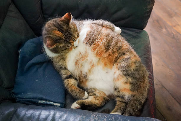 istock Colorful orange fat cat 2242250068