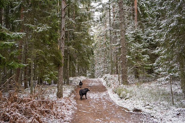 istock Two black dogs running uphill 2242250142