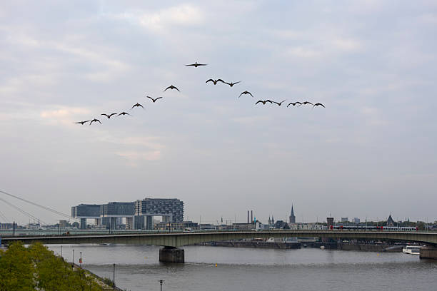 A bird soars gracefully over the Rhine River in Cologne, gliding through the cool morning air. The city s bridges and cathedral spires rise in the distance, reflecting in the calm waters, creating a peaceful and poetic scene.