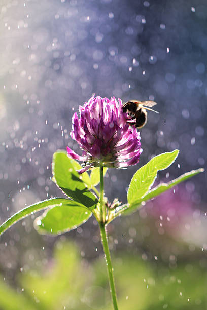 A bumblebee gathers nectar from a purple clover flower amid a gentle shower of water droplets. Concept of symbiosis in nature.