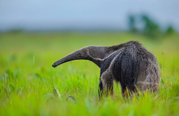 istock Giant Anteater (Myrmecophaga tridactyla) in savannah grassland, Rupununi, Guyana. 2242255100