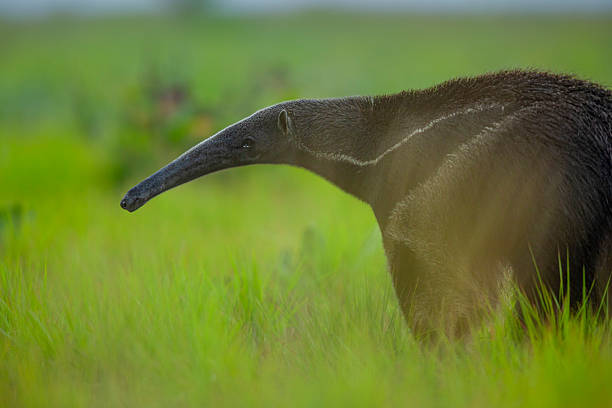 Portrait of a giant Anteater (Myrmecophaga tridactyla) in savannah grassland, Rupununi, Guyana. The giant anteater is listed as Vulnerable by the IUCN.