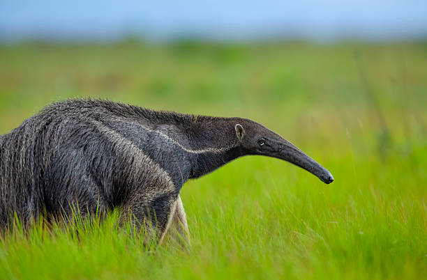 istock Giant Anteater (Myrmecophaga tridactyla) walking in savannah grassland, Rupununi, Guyana. 2242255109