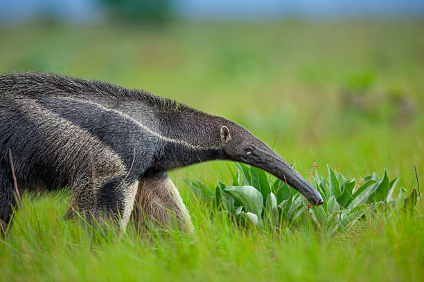 istock Giant Anteater (Myrmecophaga tridactyla) walking in savannah grassland, Rupununi, Guyana. 2242255111