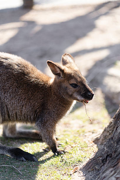 istock Close-Up of a Baby Kangaroo 2242255195