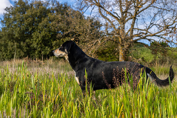 Hunting dog standing in tall grass looking for prey in a field