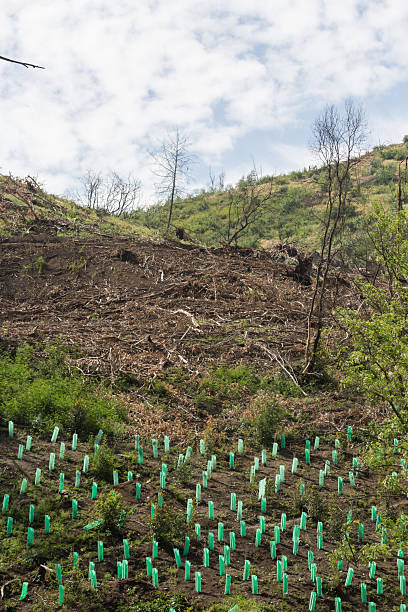 istock New native tree planting in a disaster area 2242256743