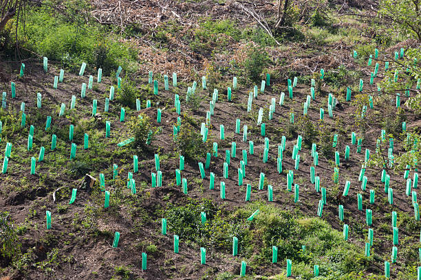 A shot of group of friends planting trees in the forest.