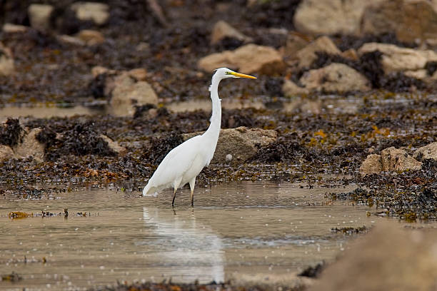 istock Great White Egret wading in sea 2242257182