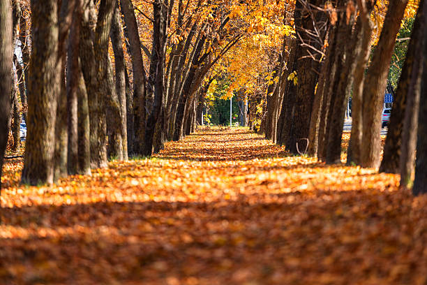The beautiful path with the colors of autumn