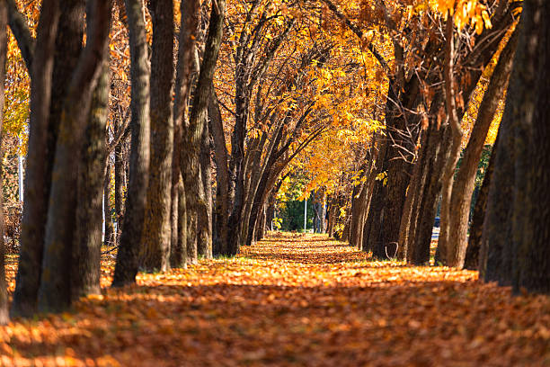 The beautiful path with the colors of autumn