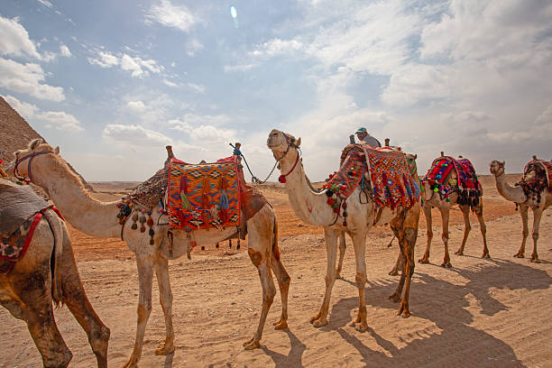 Cairo, Egypt - March 4, 2025: Camel having rest near the Giza Pyramids Necropolis