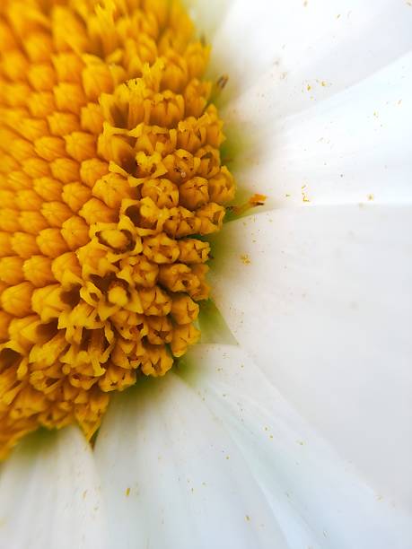 Macro of Daisy
