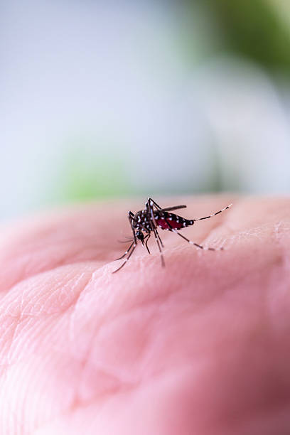 istock Aedes aegypti mosquitoes on human hand 2242269899
