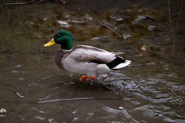 A vibrant male mallard duck with a green head and yellow bill steps through shallow water, creating gentle ripples on the surface. The contrast between its colorful plumage and the muted tones of the muddy background highlights the bird’s striking natural beauty.