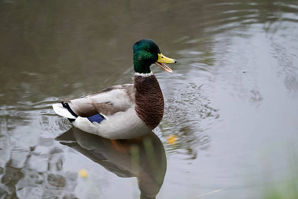 istock Male mallard duck quacking on calm water 2242270327