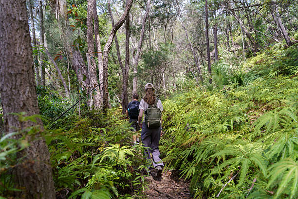 istock Walking in Ku-ring-gai Chase National Park 2242272673