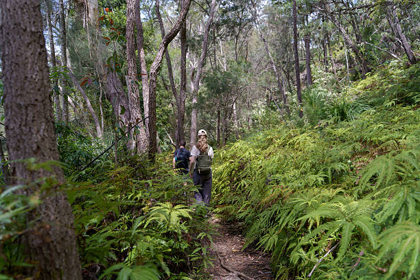 istock Walking in Ku-ring-gai Chase National Park 2242272676
