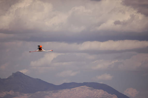 Flamingo soaring above the mountains near Santa Pola, Spain, under dramatic storm clouds in soft sunlight. High quality photo