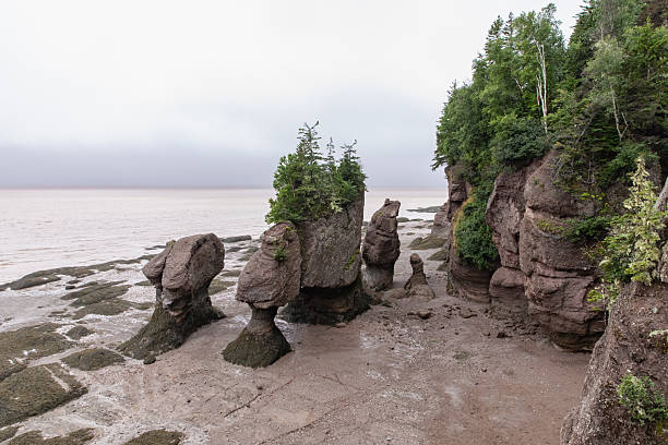 istock Dramatic Sea Stacks Along a Quiet Shoreline With Forested Cliffs and Overcast Sky 2242274130