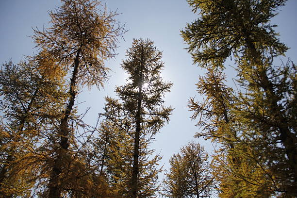 Tall trees with autumn leaves are seen under a clear blue sky, showcasing natural beauty of the season.