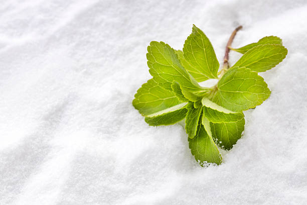 Natural sweetener stevia background - Stevia rebaudiana