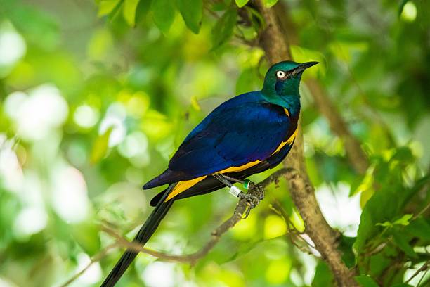 istock Vibrant Bird of Paradise Perched and Calling 2242277891