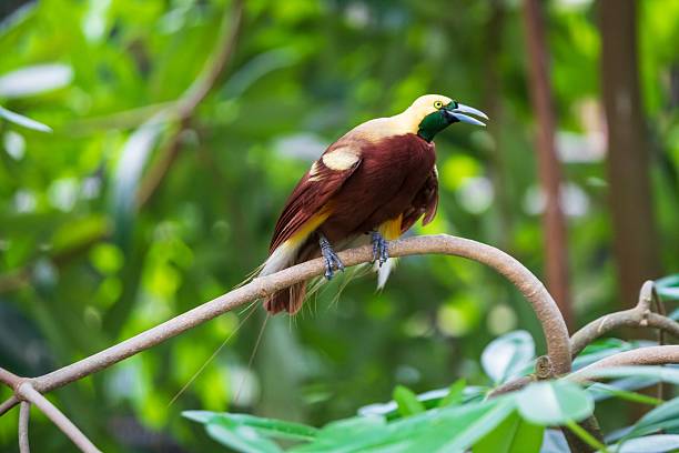 istock Vibrant Bird of Paradise Perched and Calling 2242278660